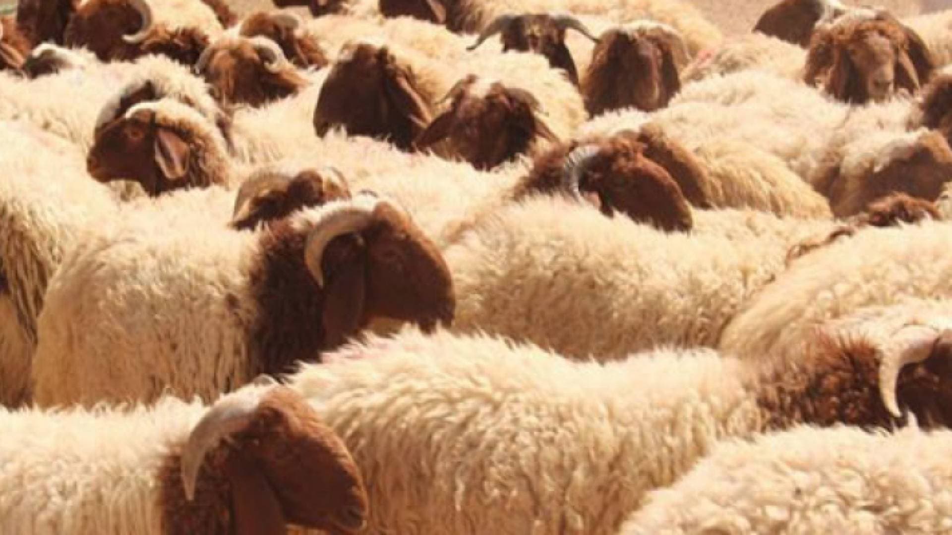 بلدية المفرق تحدد أماكن بيع الأضاحي.. أسماء