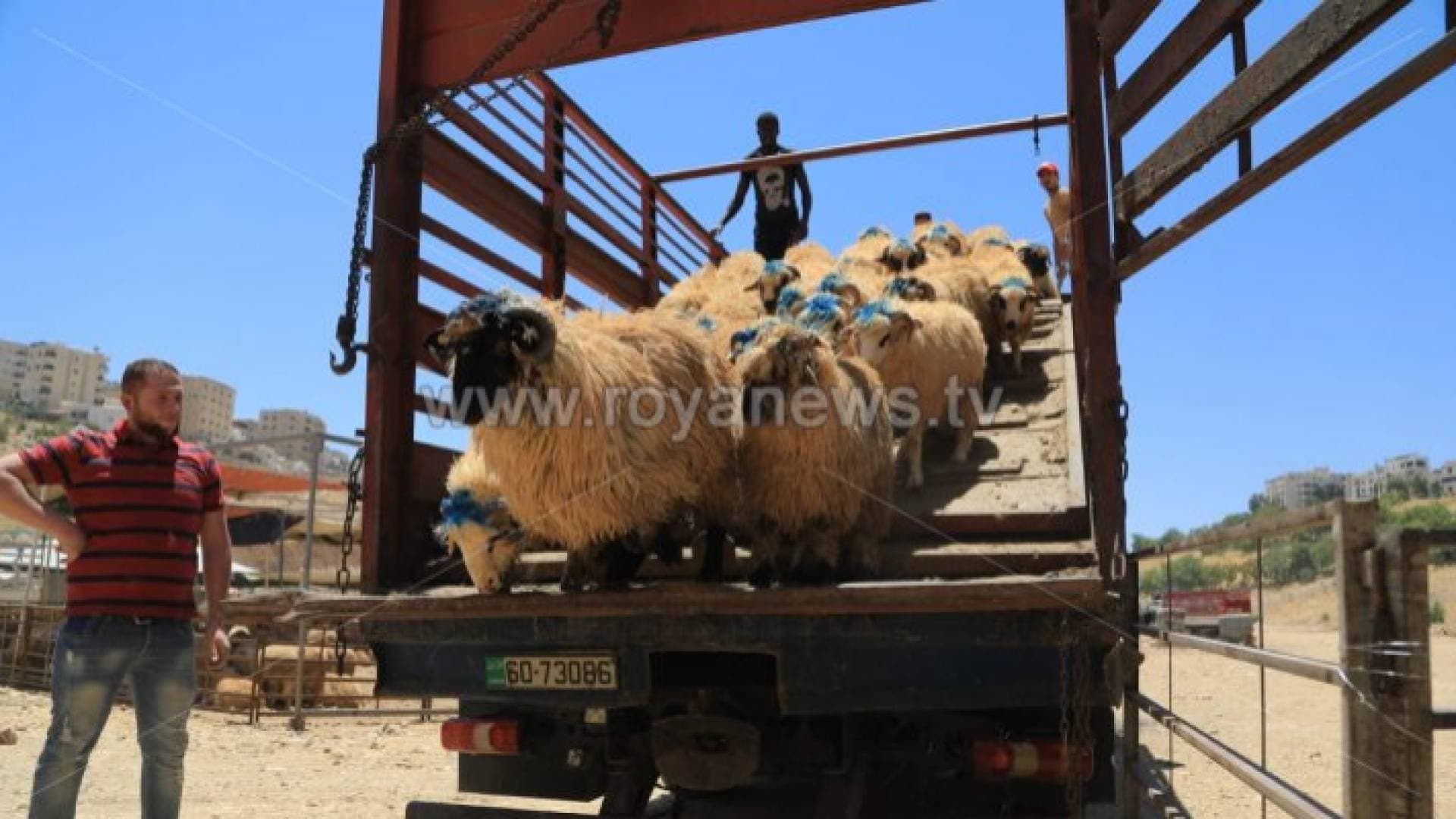 ١٤ مخالفة لحظائر بيع الأضاحي في المفرق
