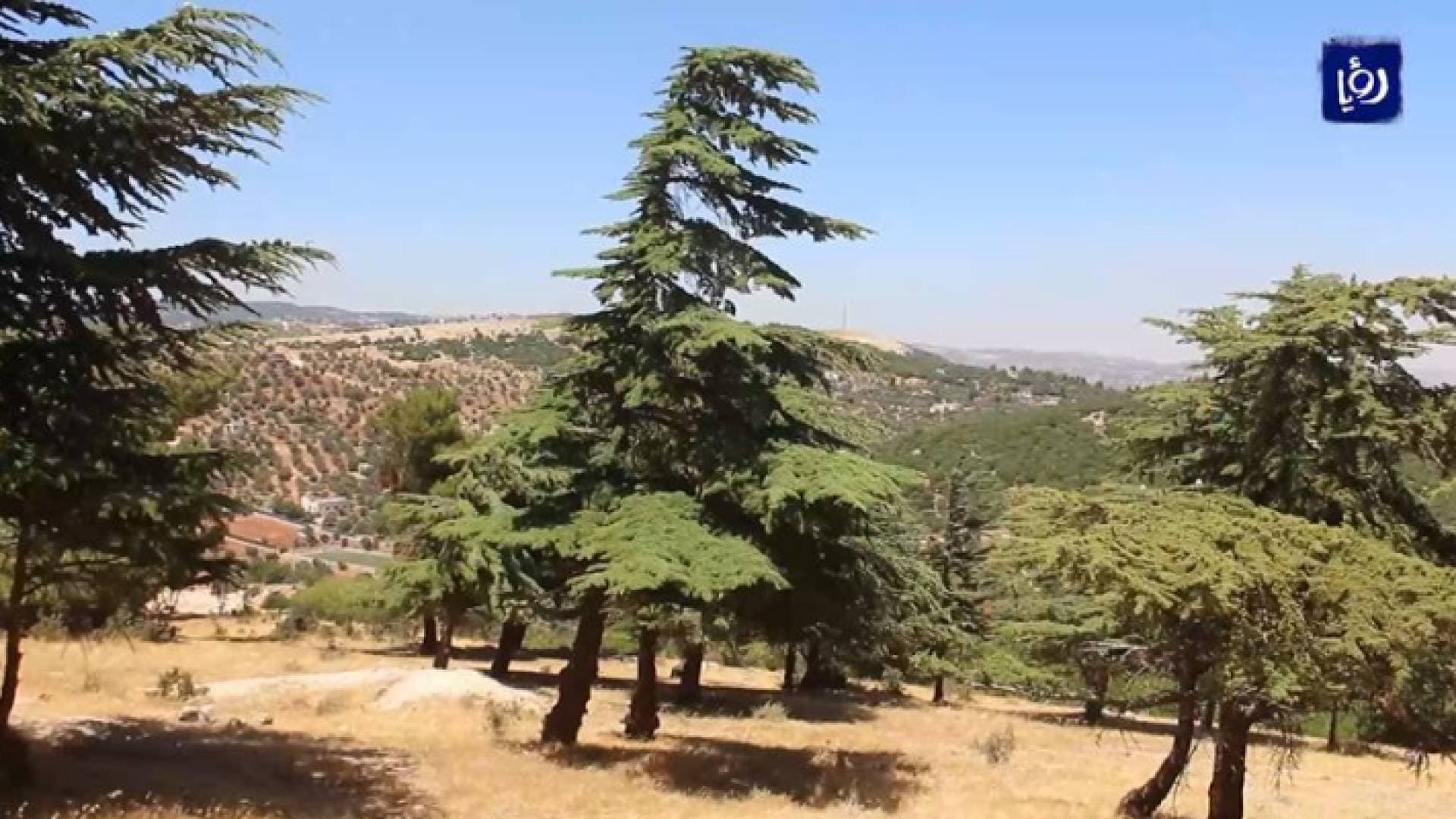 الوحيدة في الأردن.. غابة أرز في جرش - فيديو