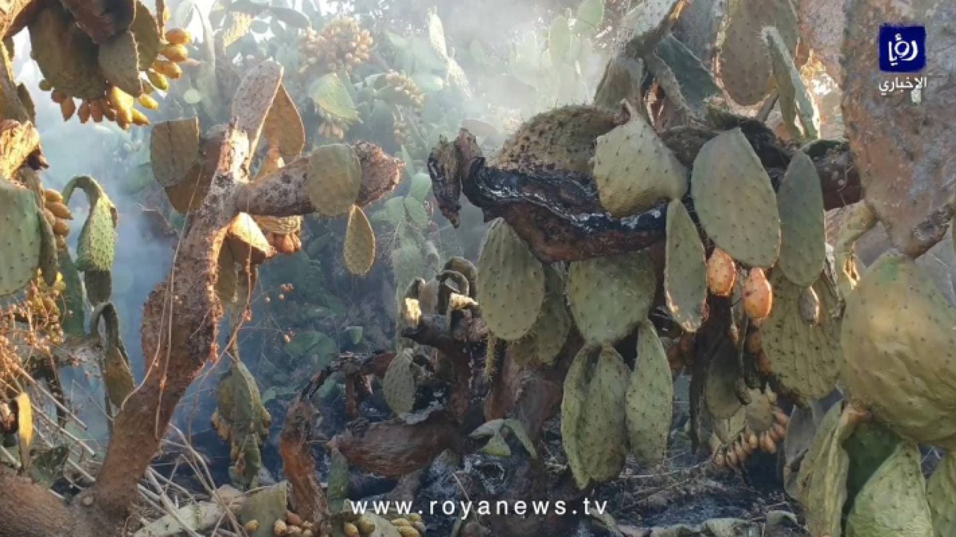 متضررو حريق الكورة يتحدثون لـ"رؤيا" عن مطالبهم.. فيديو