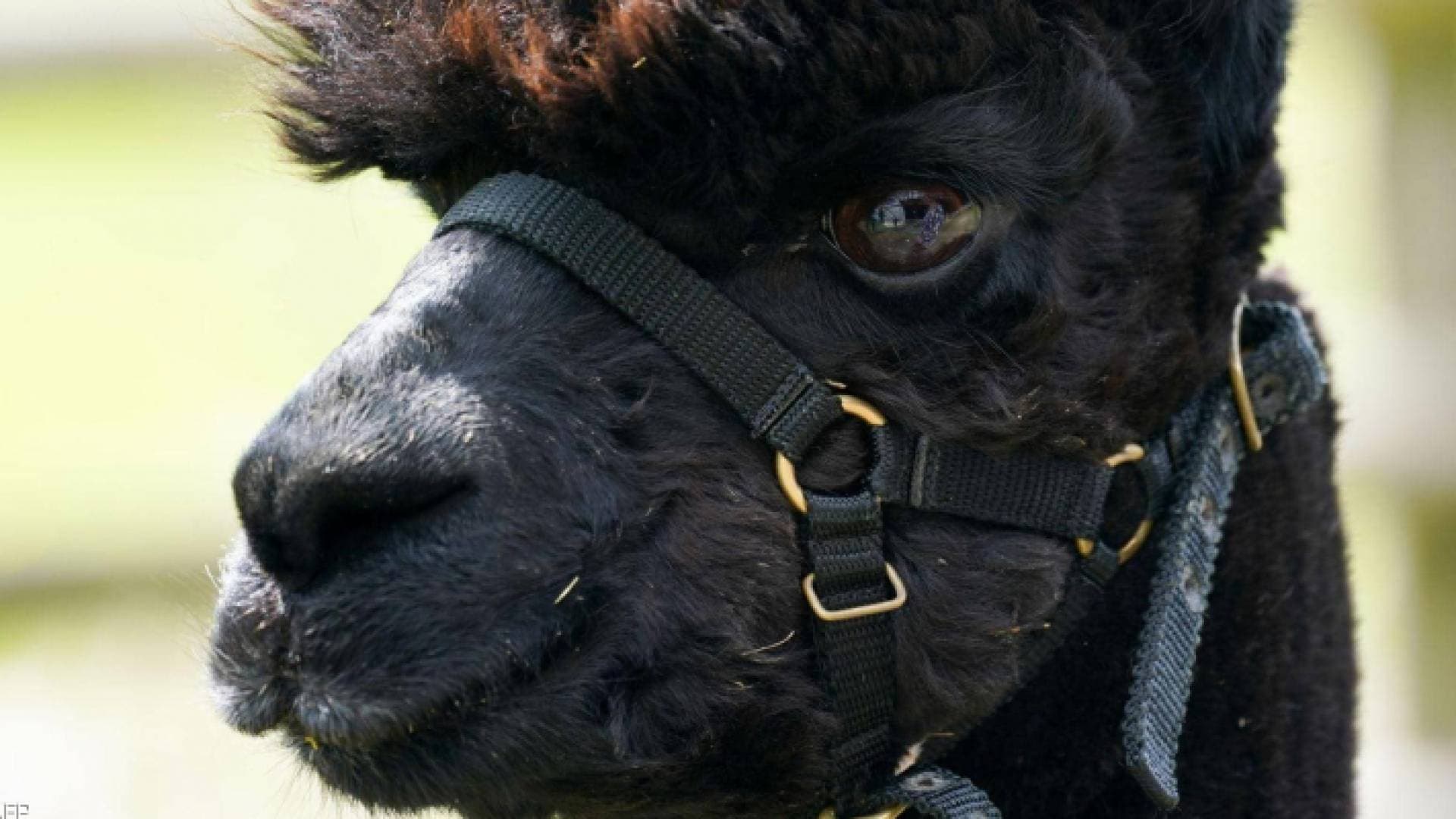 حيوان محكوم بالإعدام يثير مظاهرات ضد بوريس جونسون