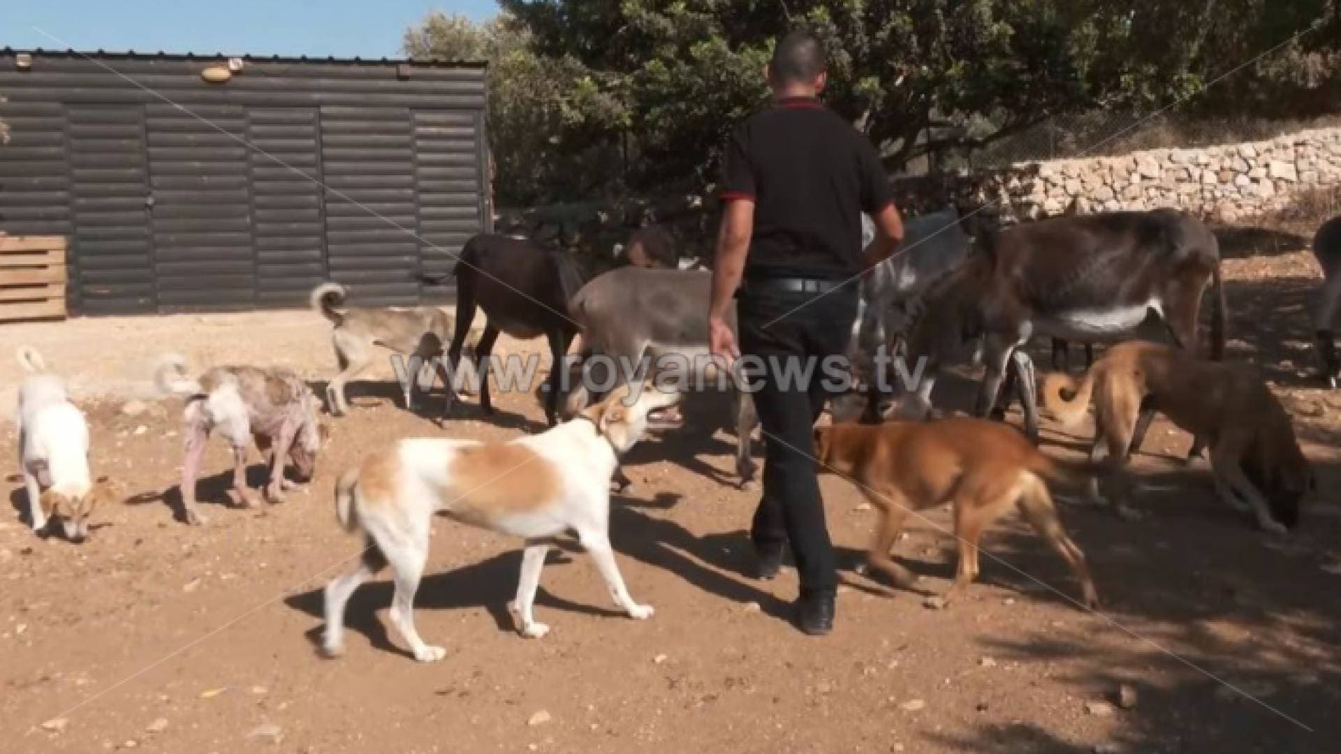 بالفيديو.. كلاب وحيوانات ضالة هذا مصيرها في حديقة الطبيعة بفلسطين