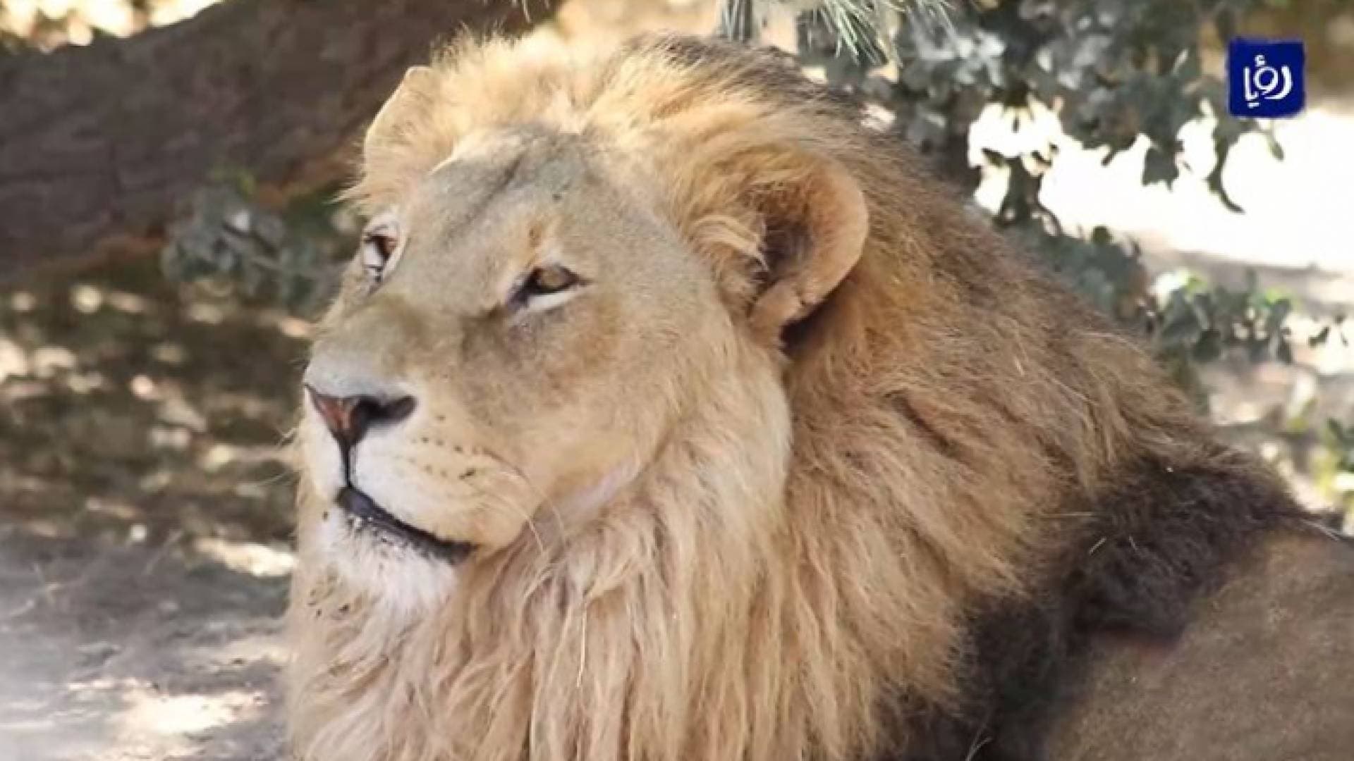محمية المأوى في جرش.. حيوانات مفترسة ناجية من حروب وتجارة غير شرعية - فيديو
