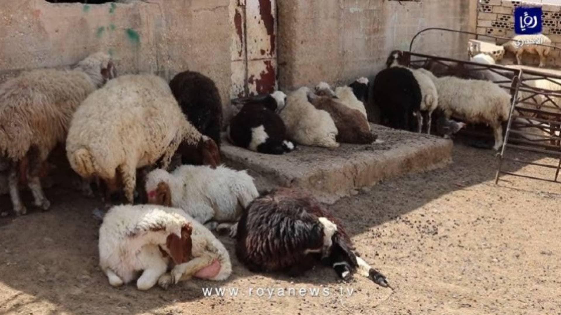 الحنيفات: إعادة إحصاء المواشي في الأردن بطريقة تضمن عدم التملك الوهمي