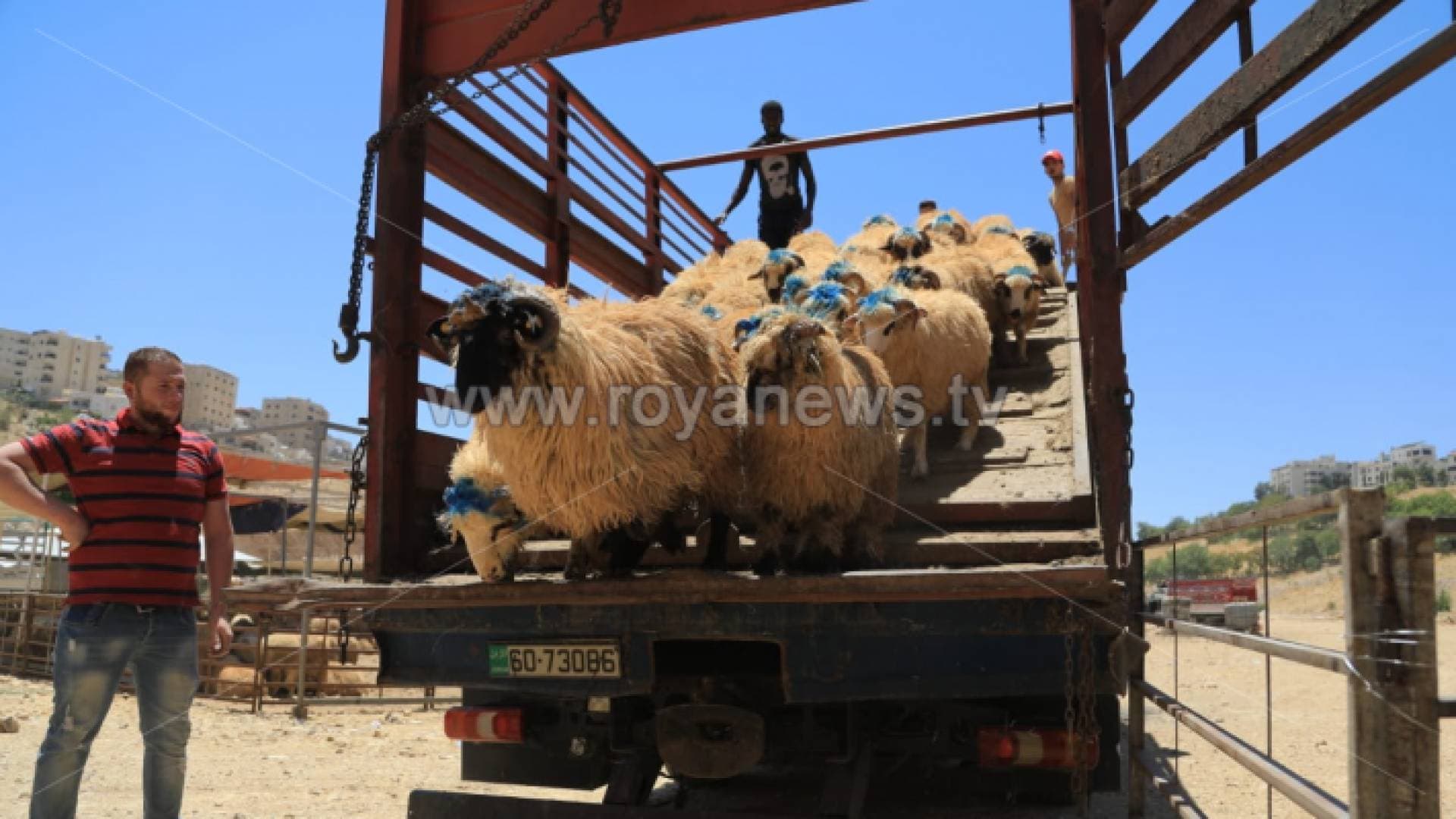 ارتفاع عدد مواليد الأغنام في الأردن.. تفاصيل