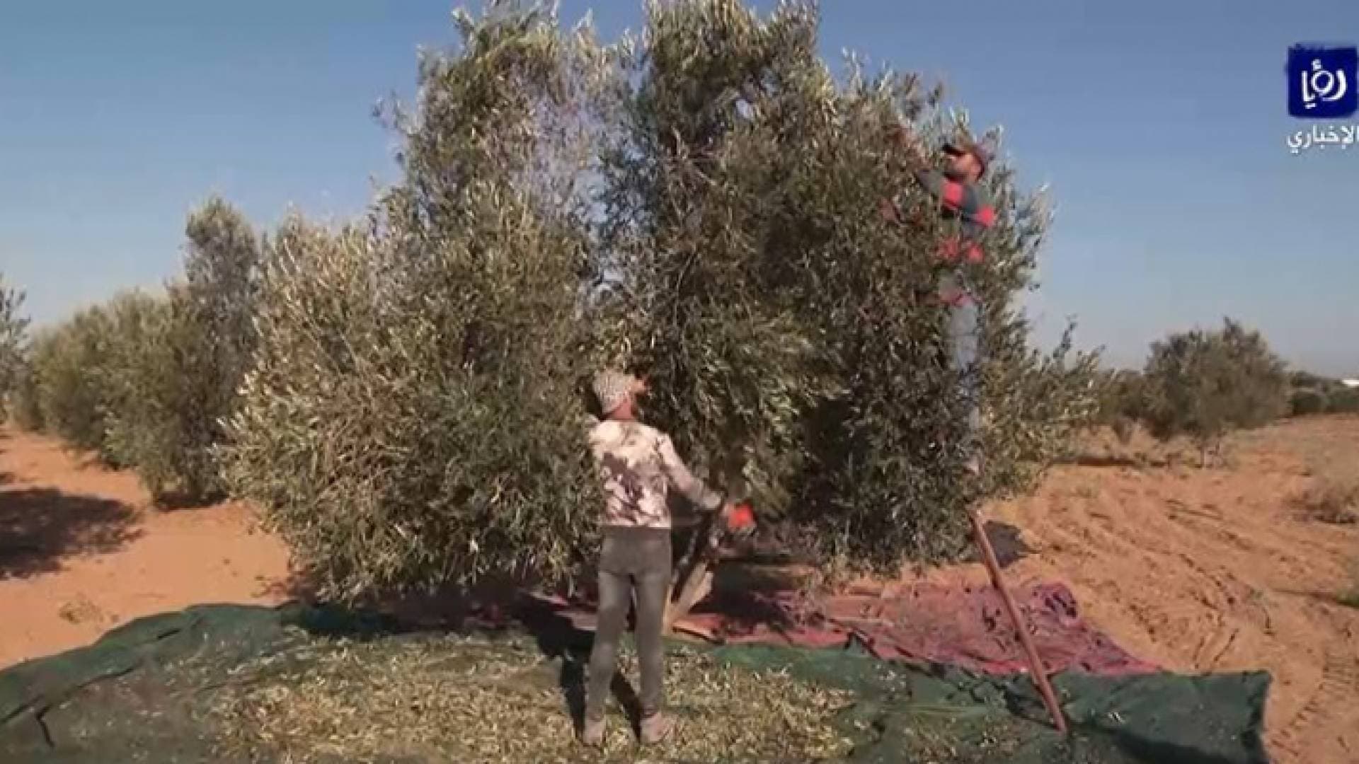 التقلبات المناخية أثرت في إنتاج الزيتون الفلسطيني - فيديو