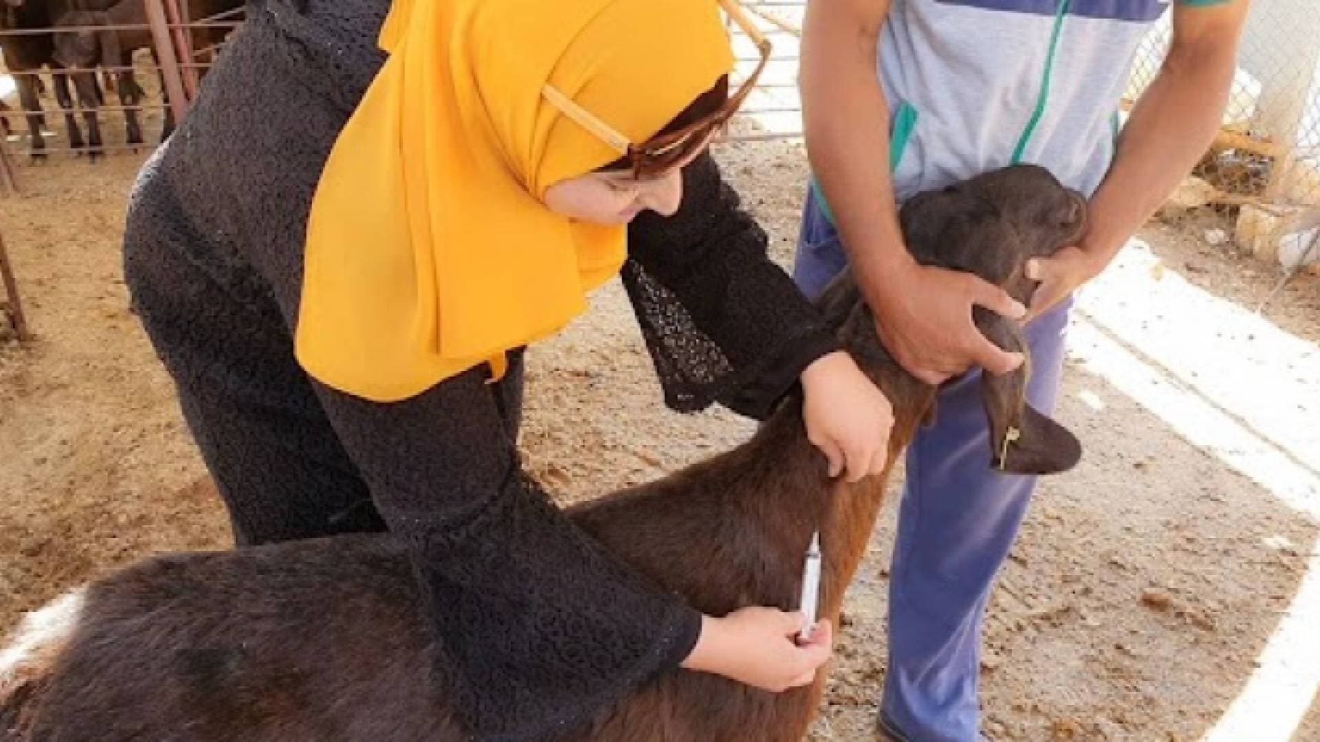 افتتاح أول مدرسة حقلية نسائية لمربيات الأغنام في المفرق