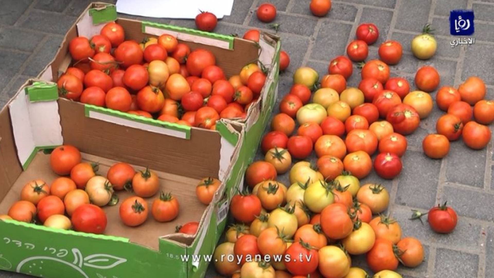 بالفيديو.. وقفة احتجاجية في غزة بسبب حظر تصدير محصول البندورة