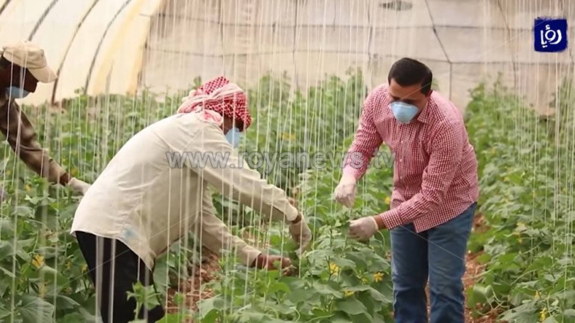 الحنيفات: القطاع الزراعي تجاوز تبعات أزمة كورونا