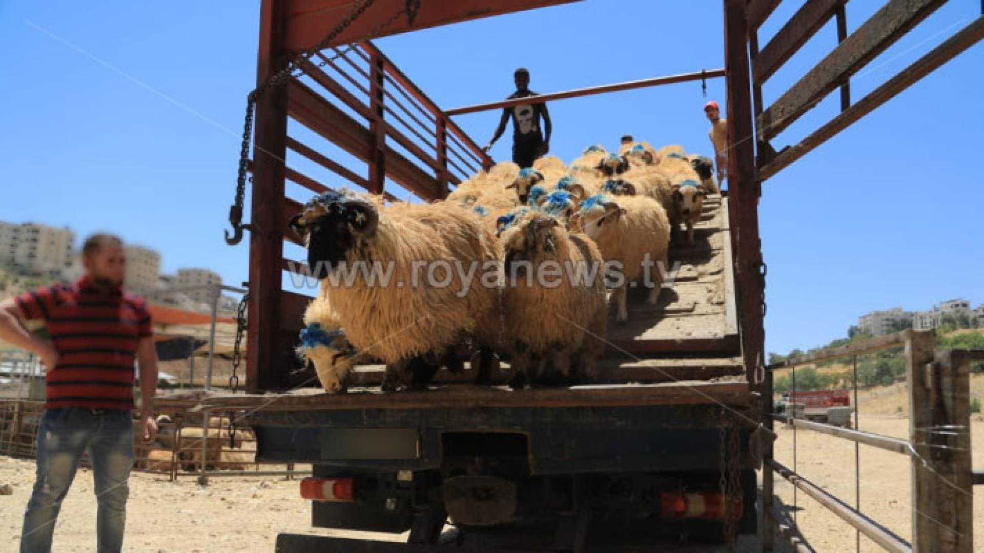 زراعة عجلون تضبط حيازات ثروة حيوانية وهمية