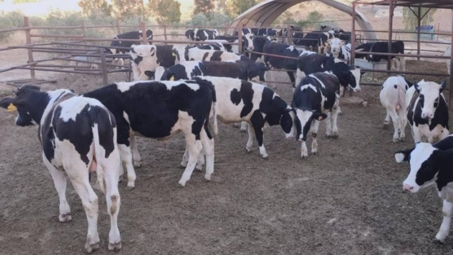 إغلاق سوق المواشي في سحاب بعد إصابة عجول بالحمى القلاعية