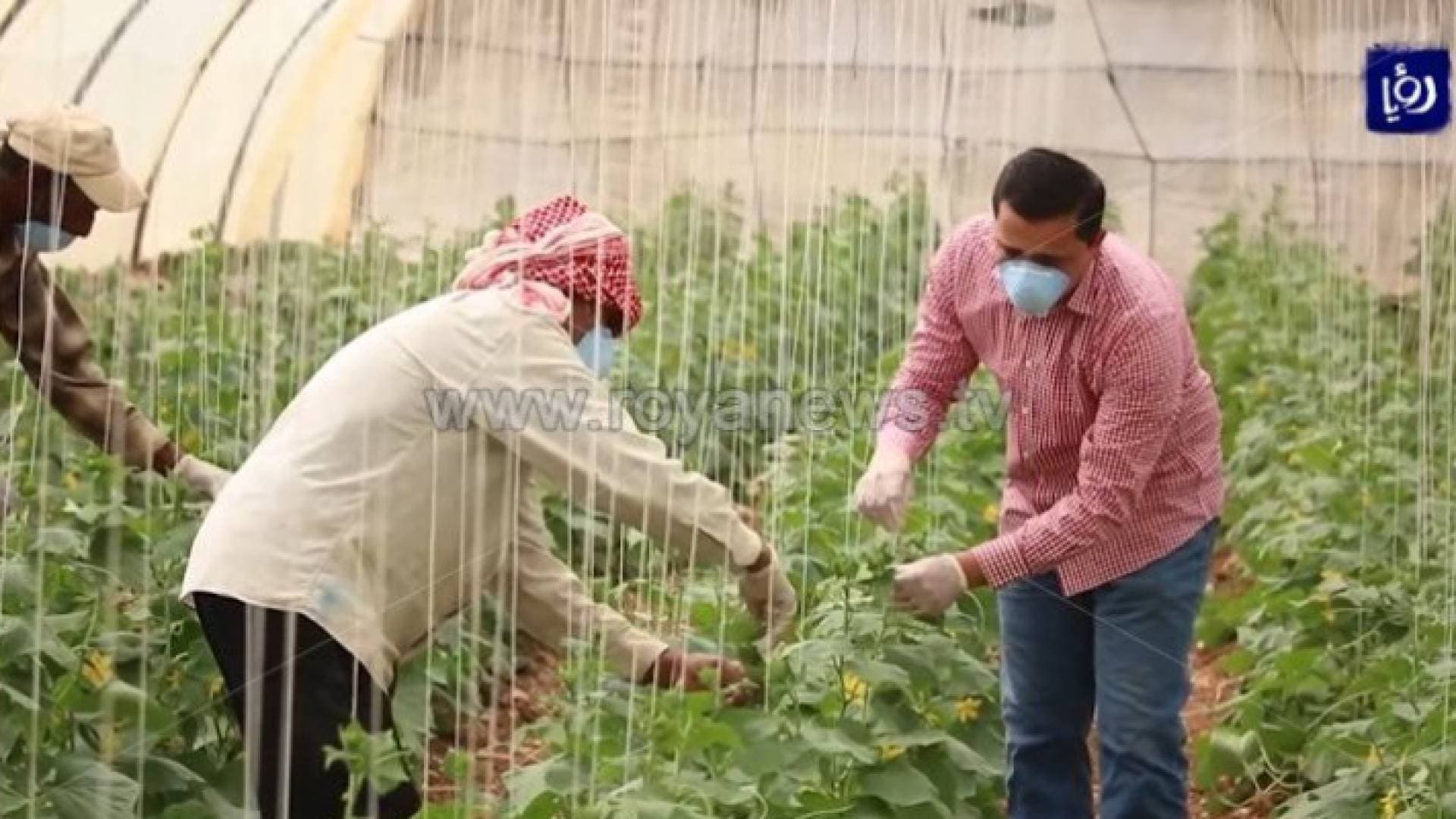 قرارات من وزارة العمل تخص القطاع الزراعي في الأردن