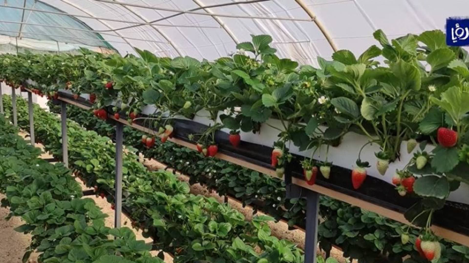 مشروع زراعي وسمكي يضاعف الإنتاج ويوفر المياه بنسبة كبيرة - فيديو