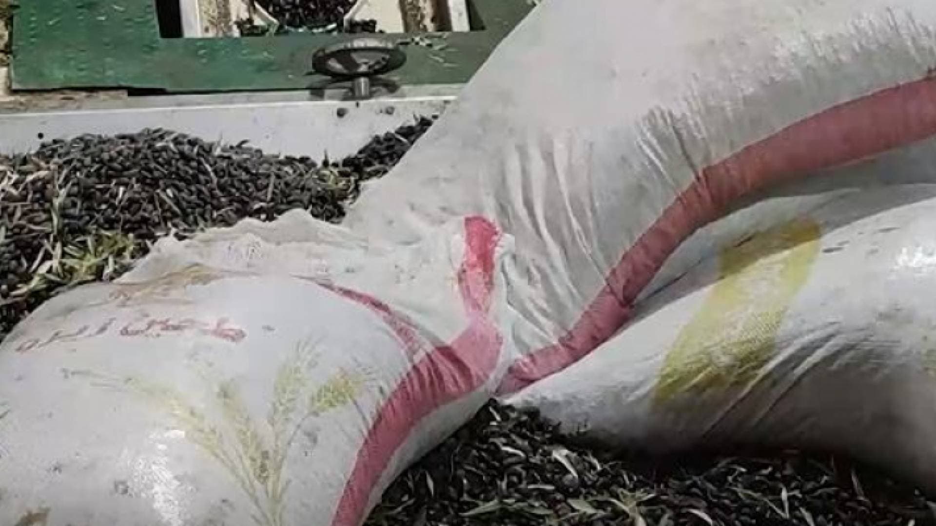 بين الأكياس والصناديق وسيلة نقل الزيتون تتحكم في جودة الزيت - فيديو