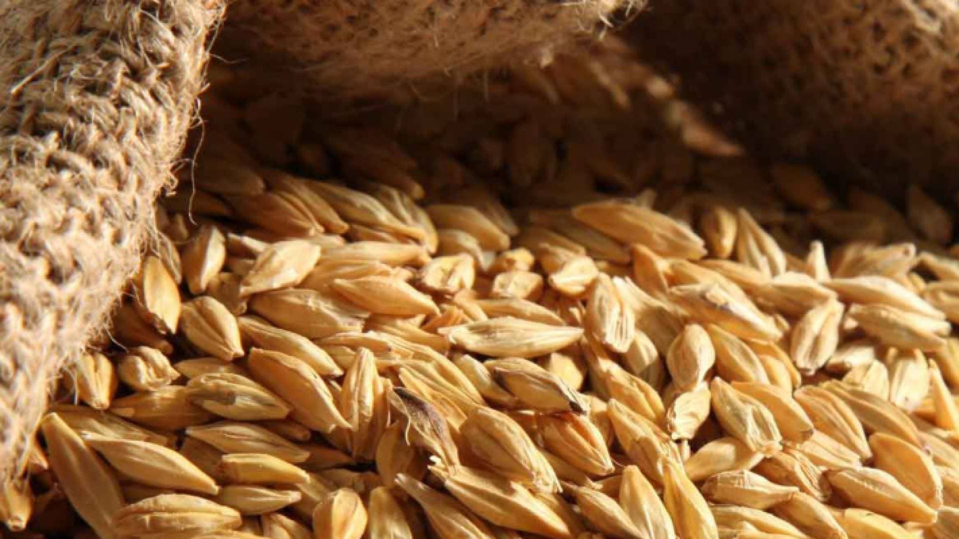 طرح عطاء لشراء ١٢٠ ألف طن من الشعير