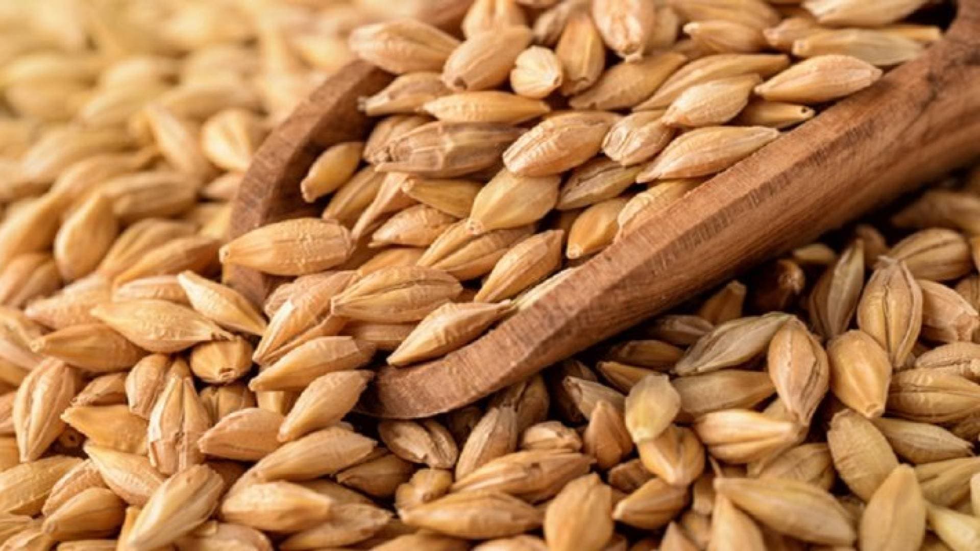 ديوان المحاسبة: نقص "٤١ طن شعير" من مستودع أعلاف معان