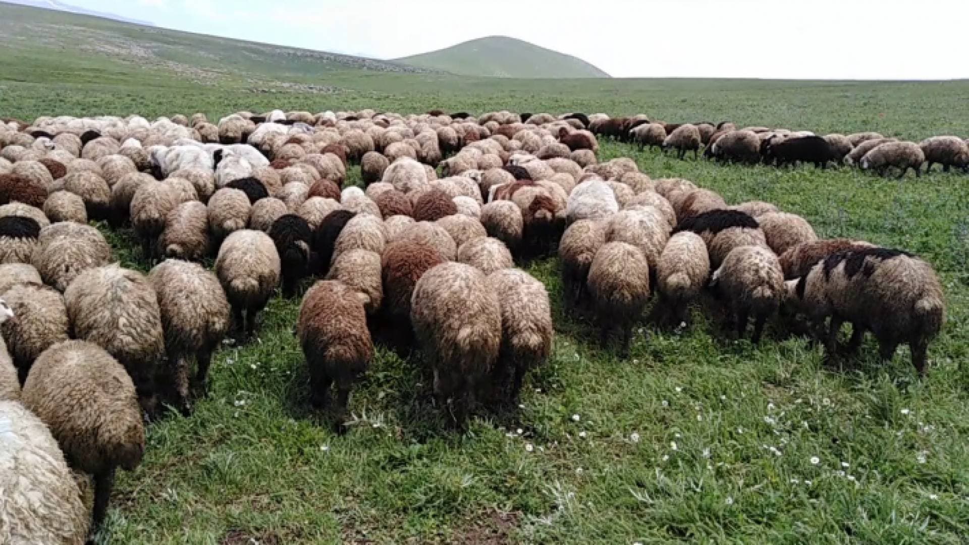 فتح باب استيراد الأغنام الحية والمذبوحة من جورجيا