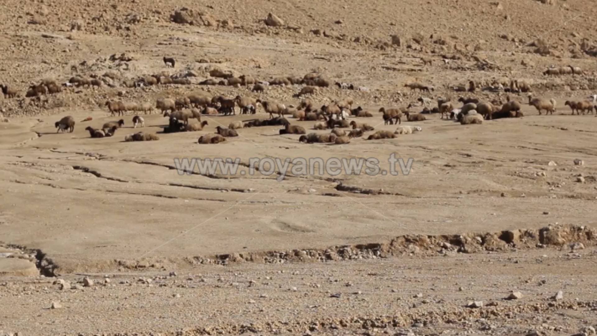 نفوق ٧٠ رأسا من الأغنام في الكرامة والجهات الرسمية تتابع