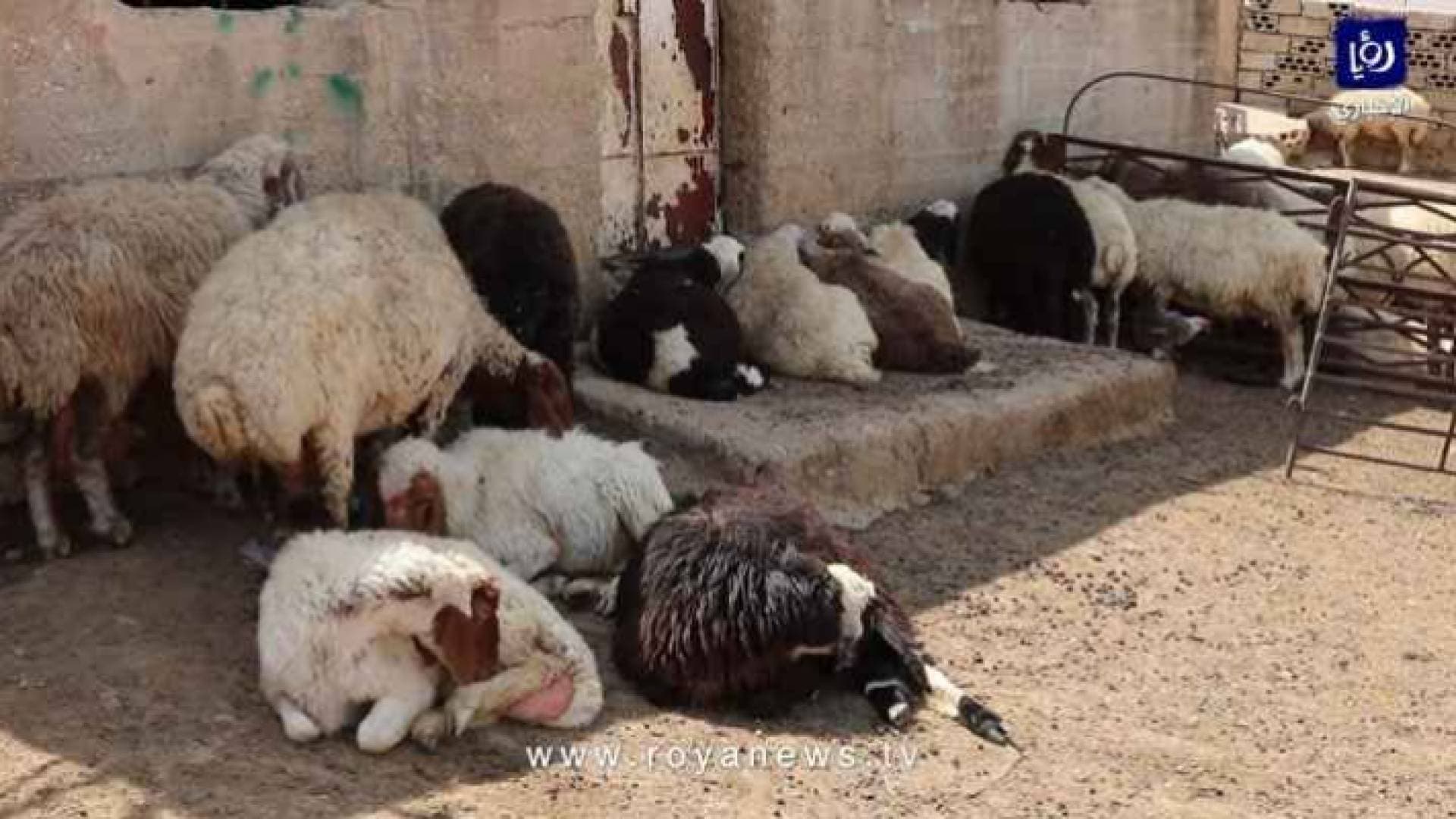 الزراعة لـ"رؤيا": الحمة القلاعية ليست سببا في نفوق أغنام بمأدبا - فيديو