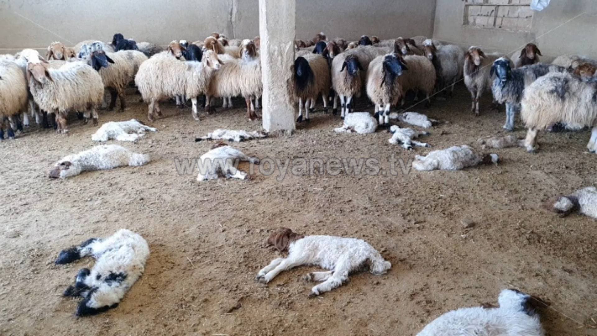 نفوق أكثر من ٢٠٠ رأس غنم بسبب الحمى القلاعية في المفرق - فيديو