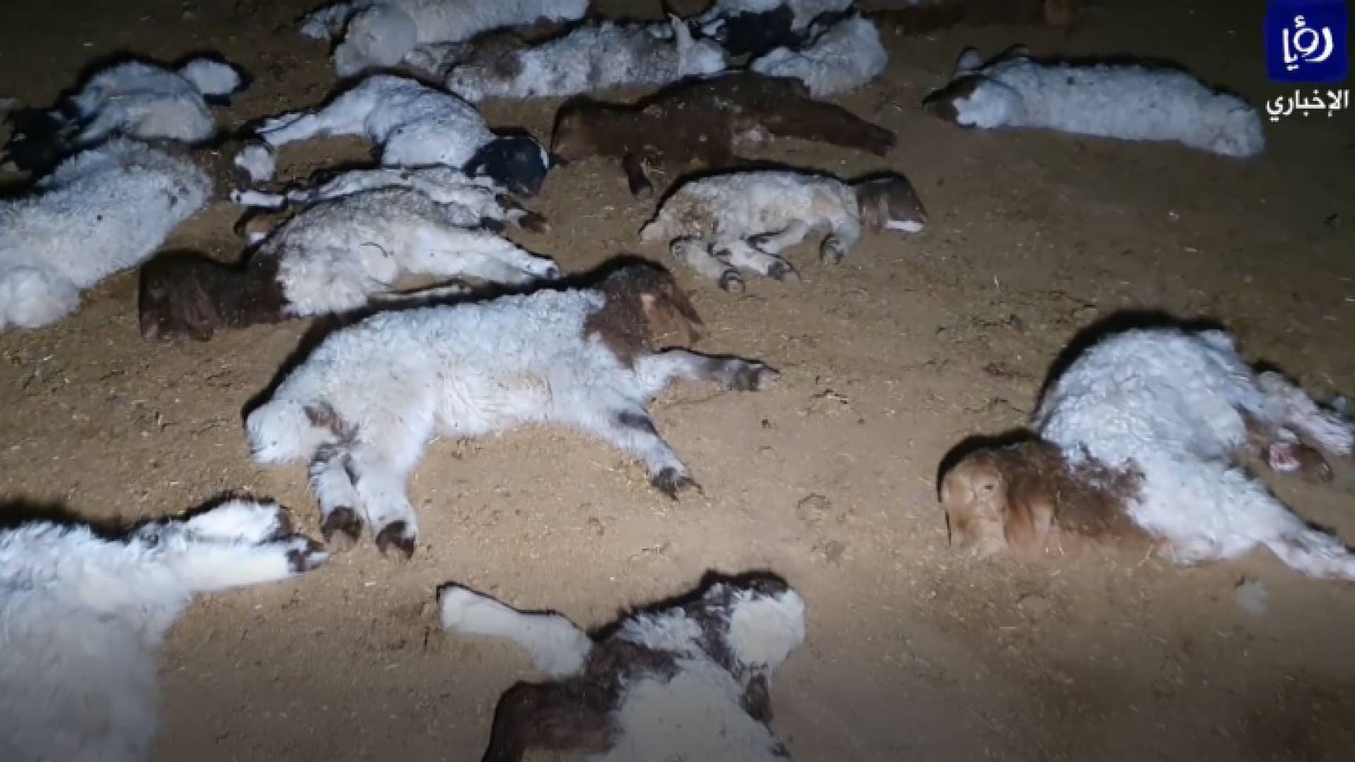 نفوق حلال في المفرق.. والمزارعون ينفذون وقفة احتجاجية السبت - فيديو