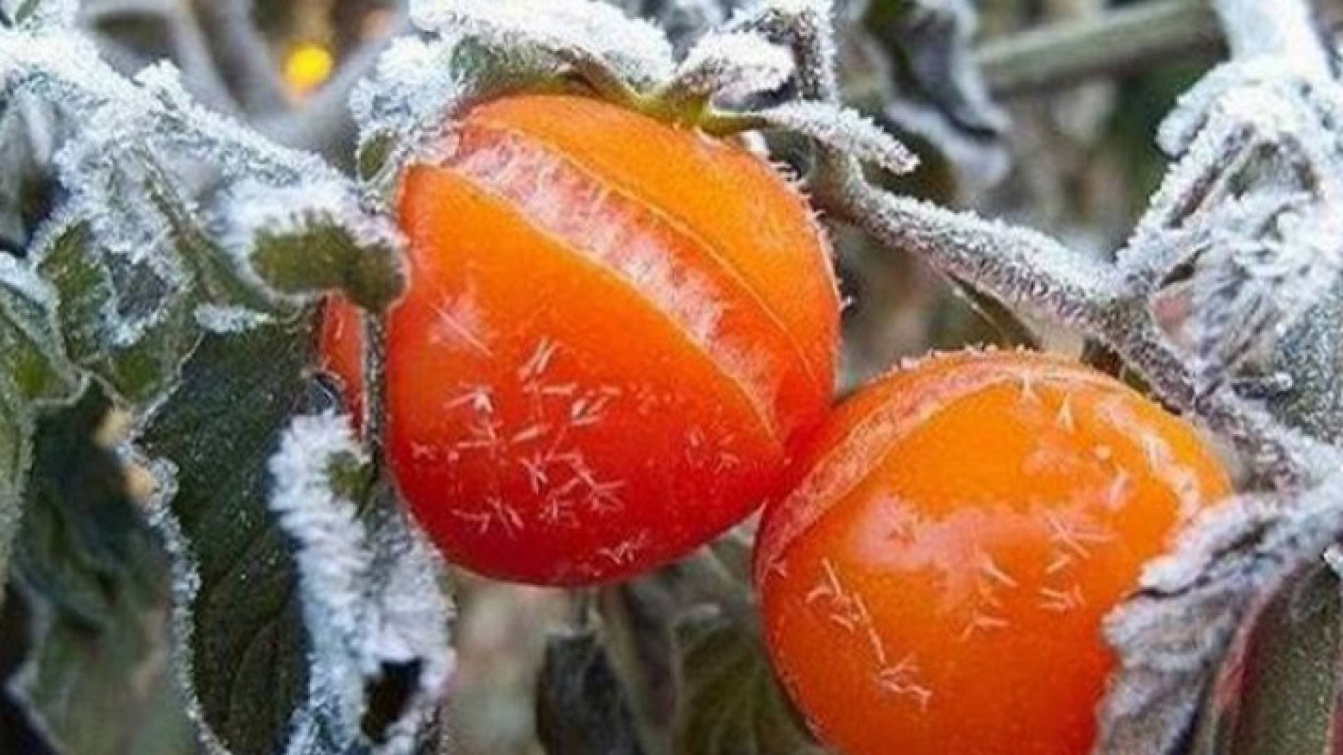 النائب حينا يطالب الحكومة بدعم المزارعين المتضررين من المنخفض الجوي