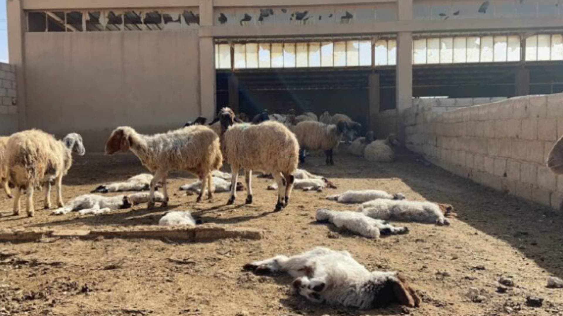 كفرنجة: إغلاق ٤ حظائر أغنام ونفوق ٢٥٠ رأسا