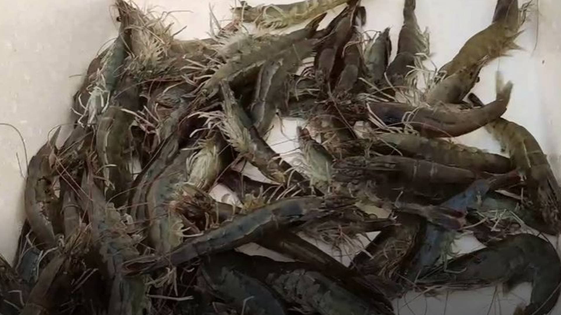 لأول مرة.. مزرعة لتربية الجمبري البحري في الكرامة - فيديو
