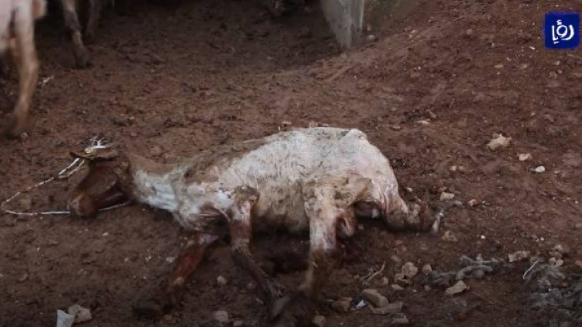 بعد ظهور أعراض غريبة.. نفوق عشرات الاغنام في بصيرا - فيديو