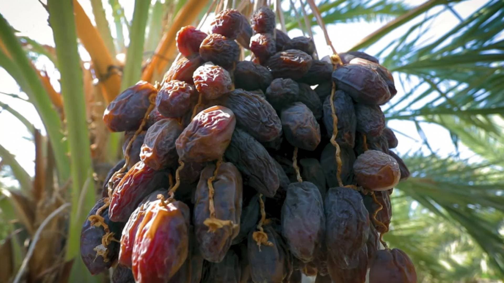 زيادة الطلب العالمي على التمور الأردنية ٥٠ في المئة