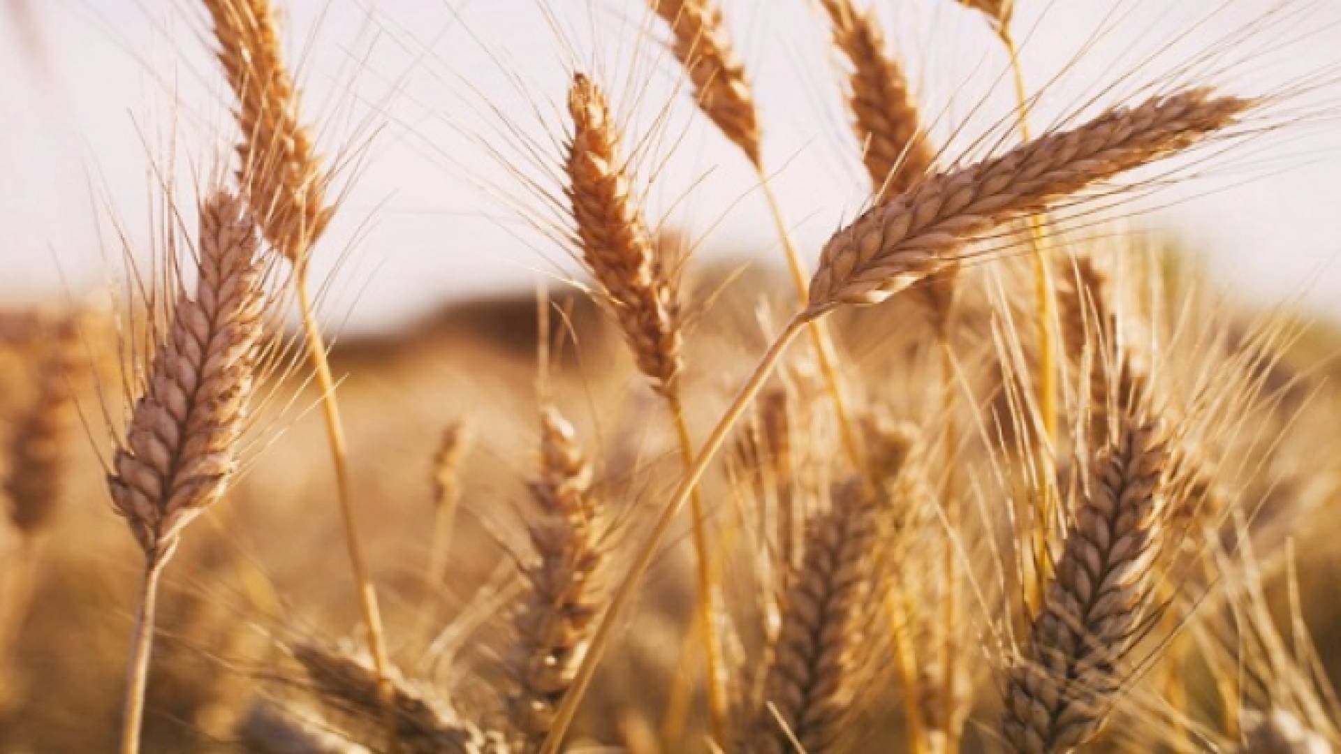 أسعار القمح تسجل ارتفاعات قياسية