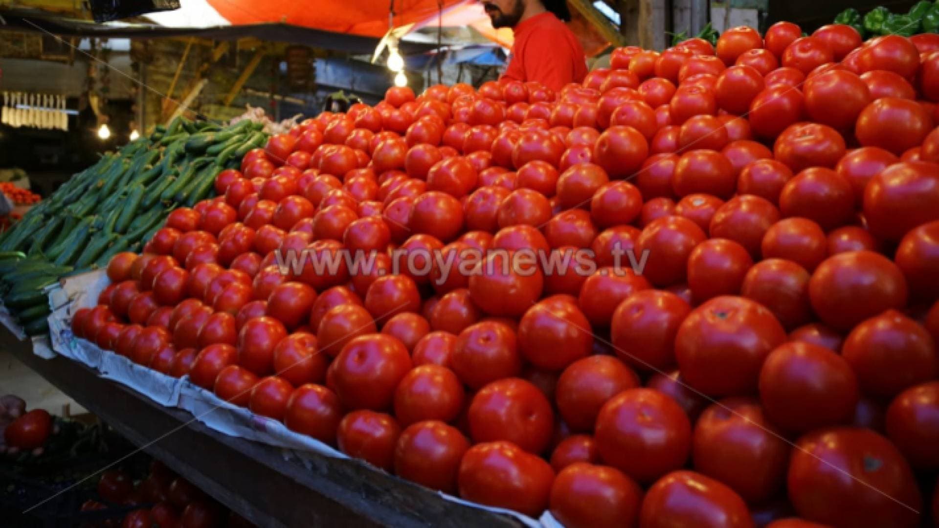 الزراعة: انخفاض سعر البندورة نحو ٥٠% في السوق المركزي
