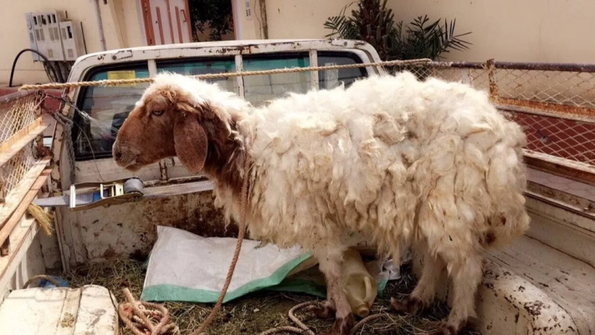 المفرق.. ضبط وإتلاف ٨ رؤوس أغنام وعجل ذبحت بطريقة غير صحية