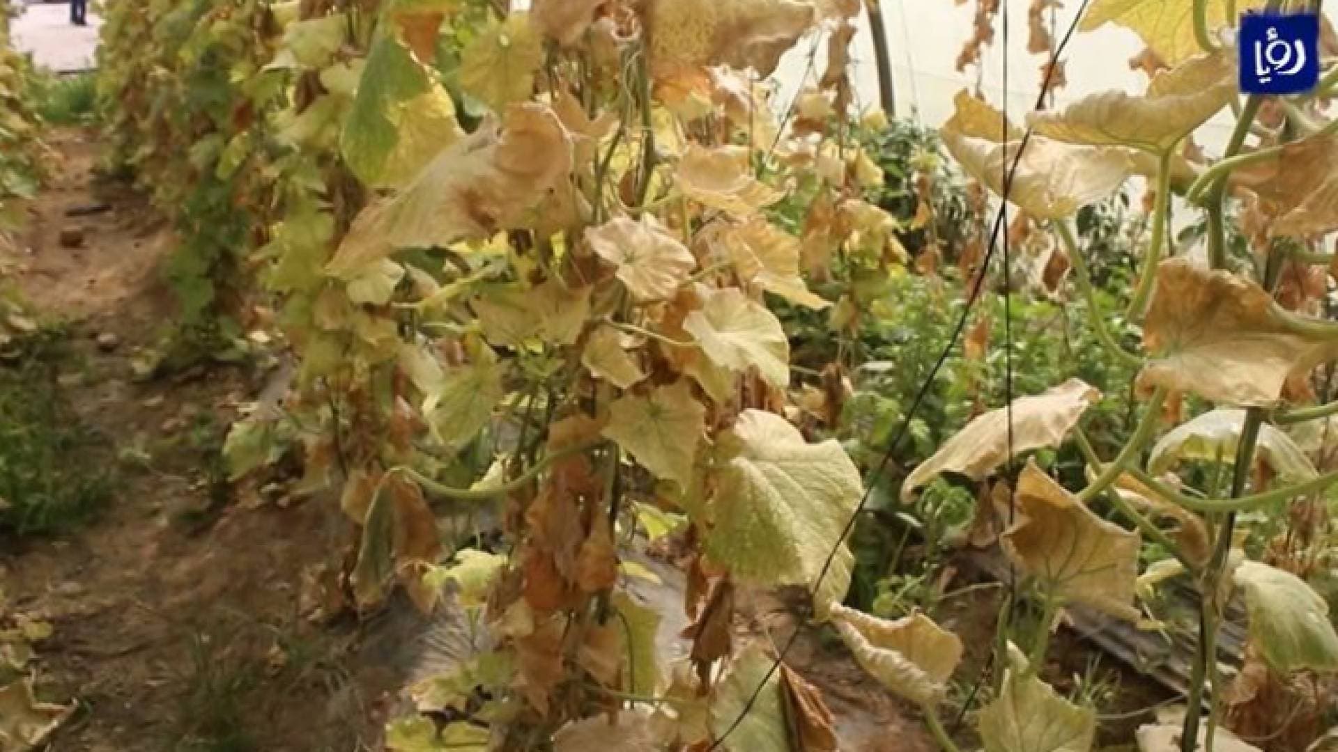 مزارعو الأغوار الشمالية يشكون عدم انتظام حصص المياه - فيديو