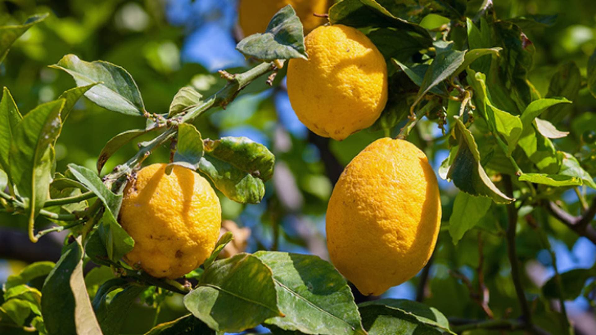 الزراعة تفتح باب استيراد الليمون