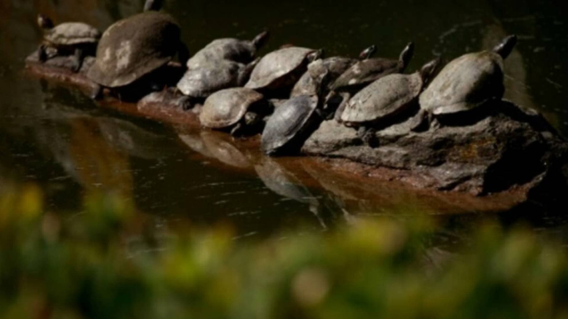 دراسة: خمس أنواع الزواحف في العالم بينها سلاحف وتماسيح مهددة بالانقراض