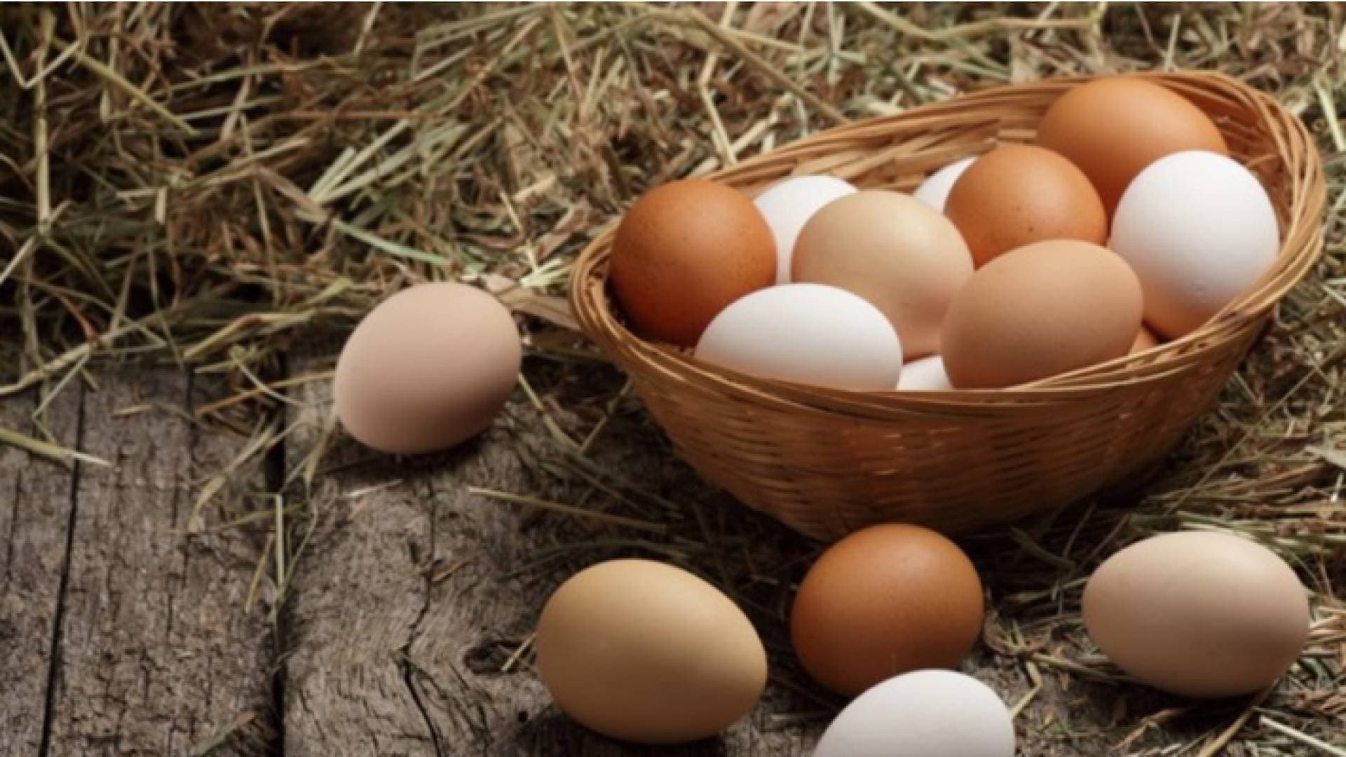 "اتحاد مزارعي الدواجن" يوضح حول ارتفاع أسعار البيض