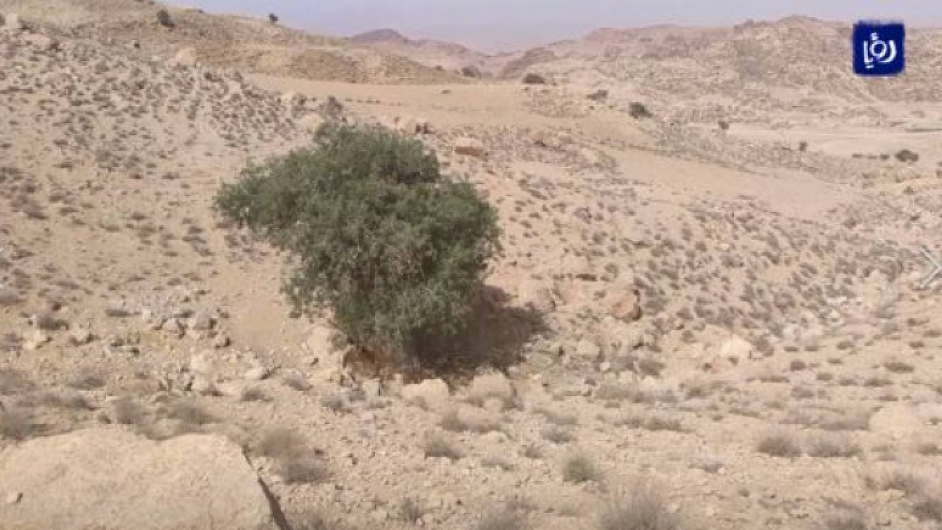 قرب البترا.. شجرة بطم صامدة في وسط صخرة منذ ٥٠٠ عام - فيديو