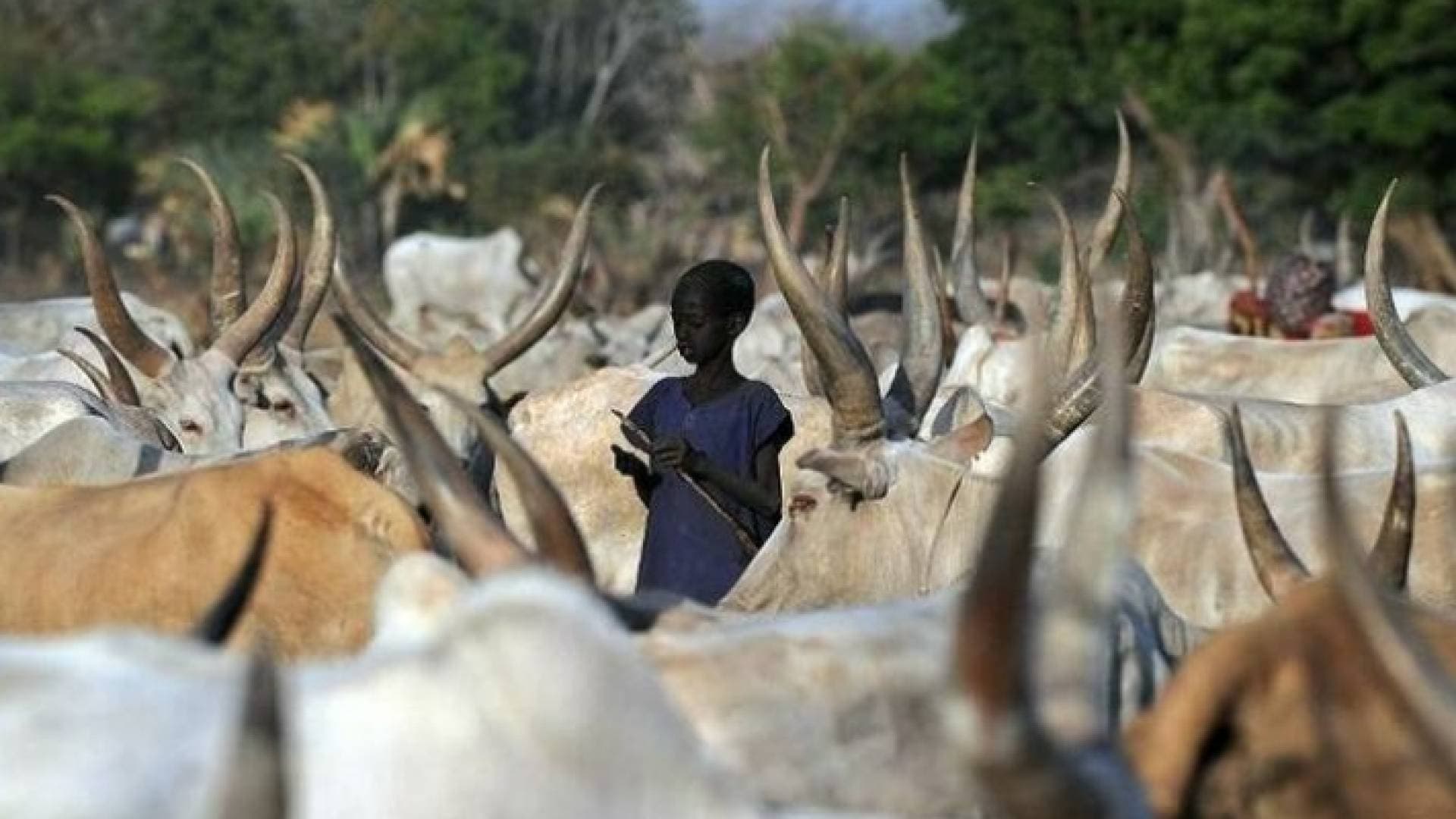 ٢٨ قتيلا في محاولات لسرقة ماشية في جنوب السودان