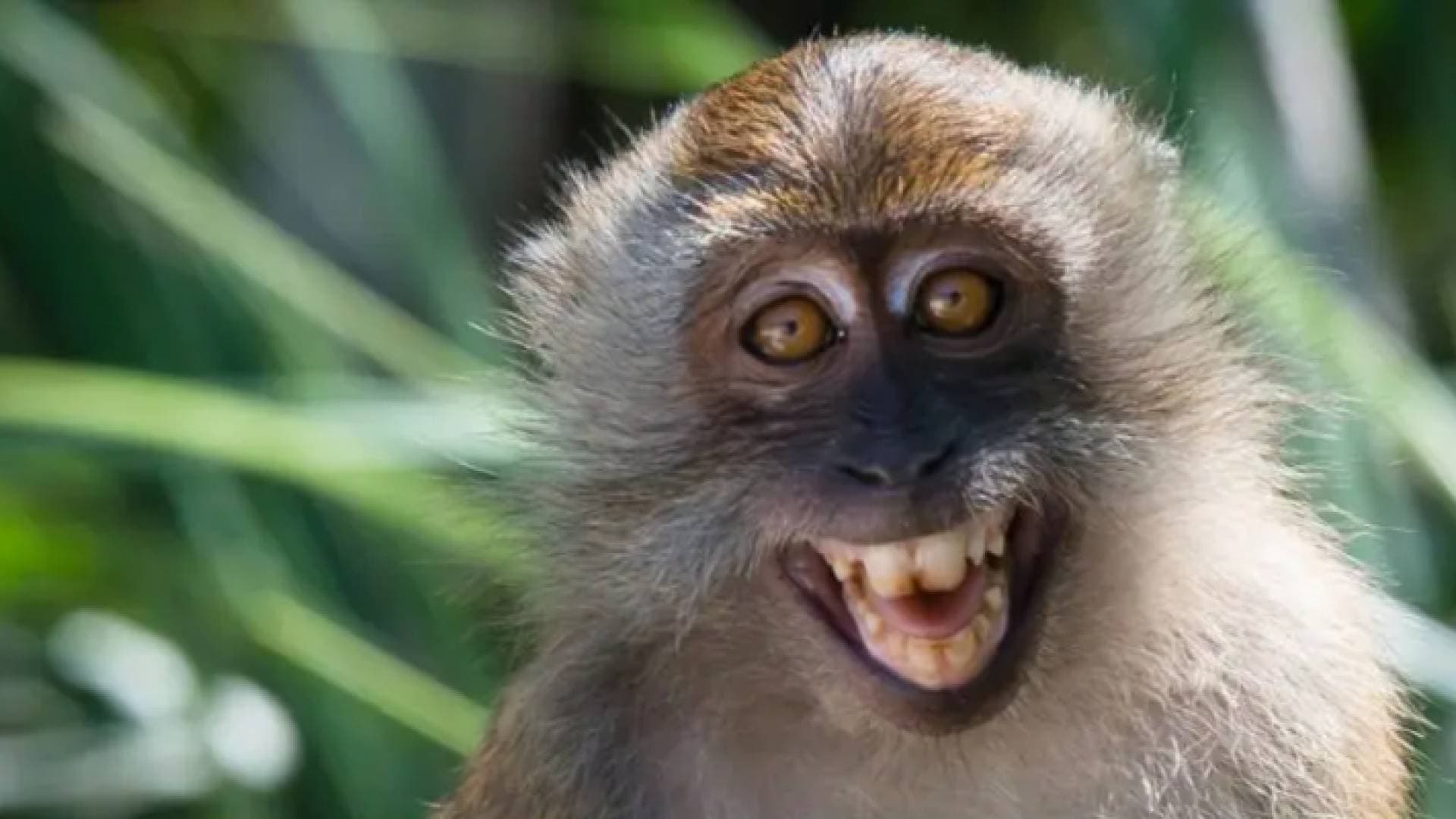 بريطانيا توفر لقاح الجدري مع انتشار إصابات جدري القرود