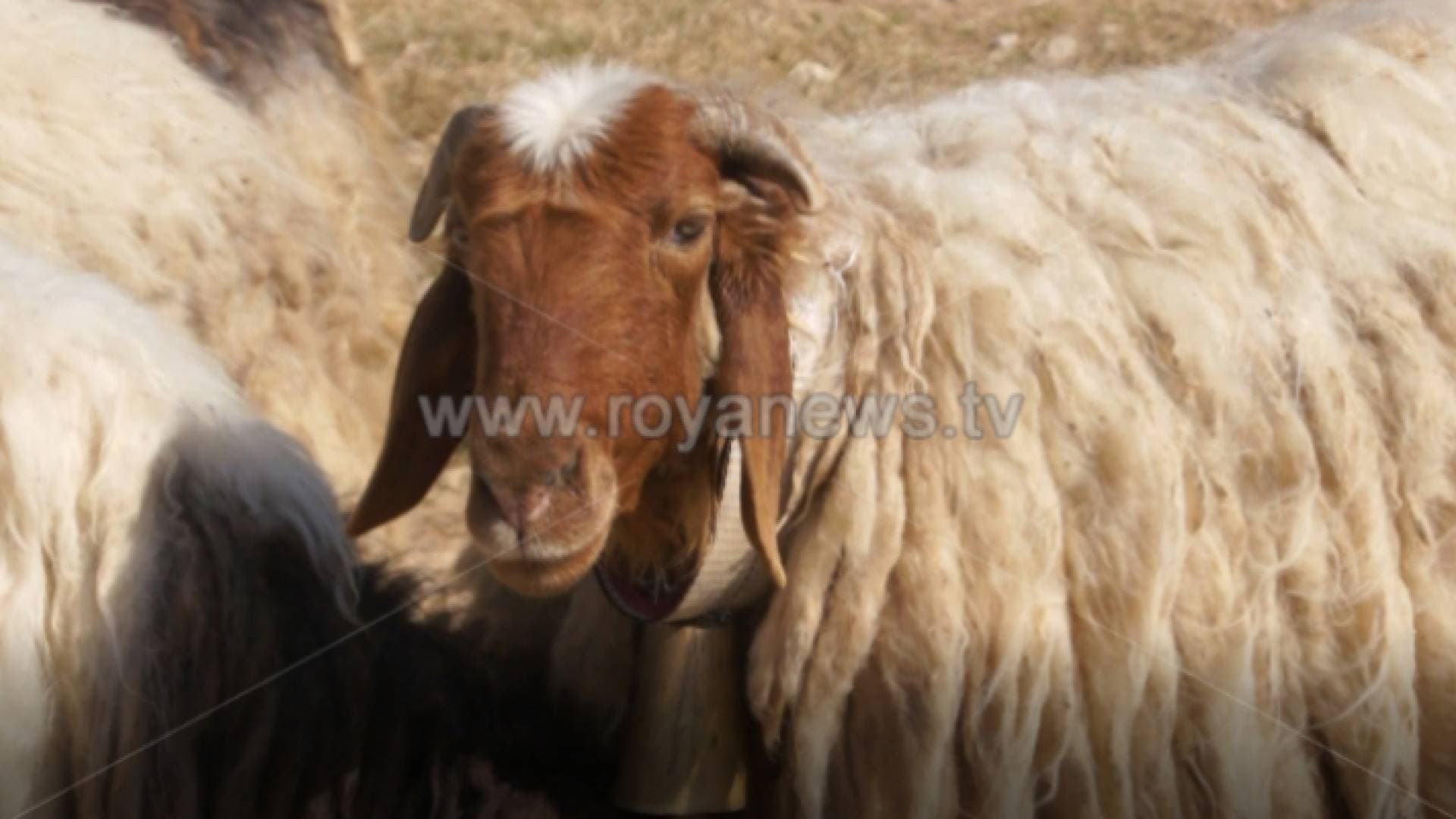 %٣٧ ارتفاع واردات الأردن من المواشي في ٤ أشهر