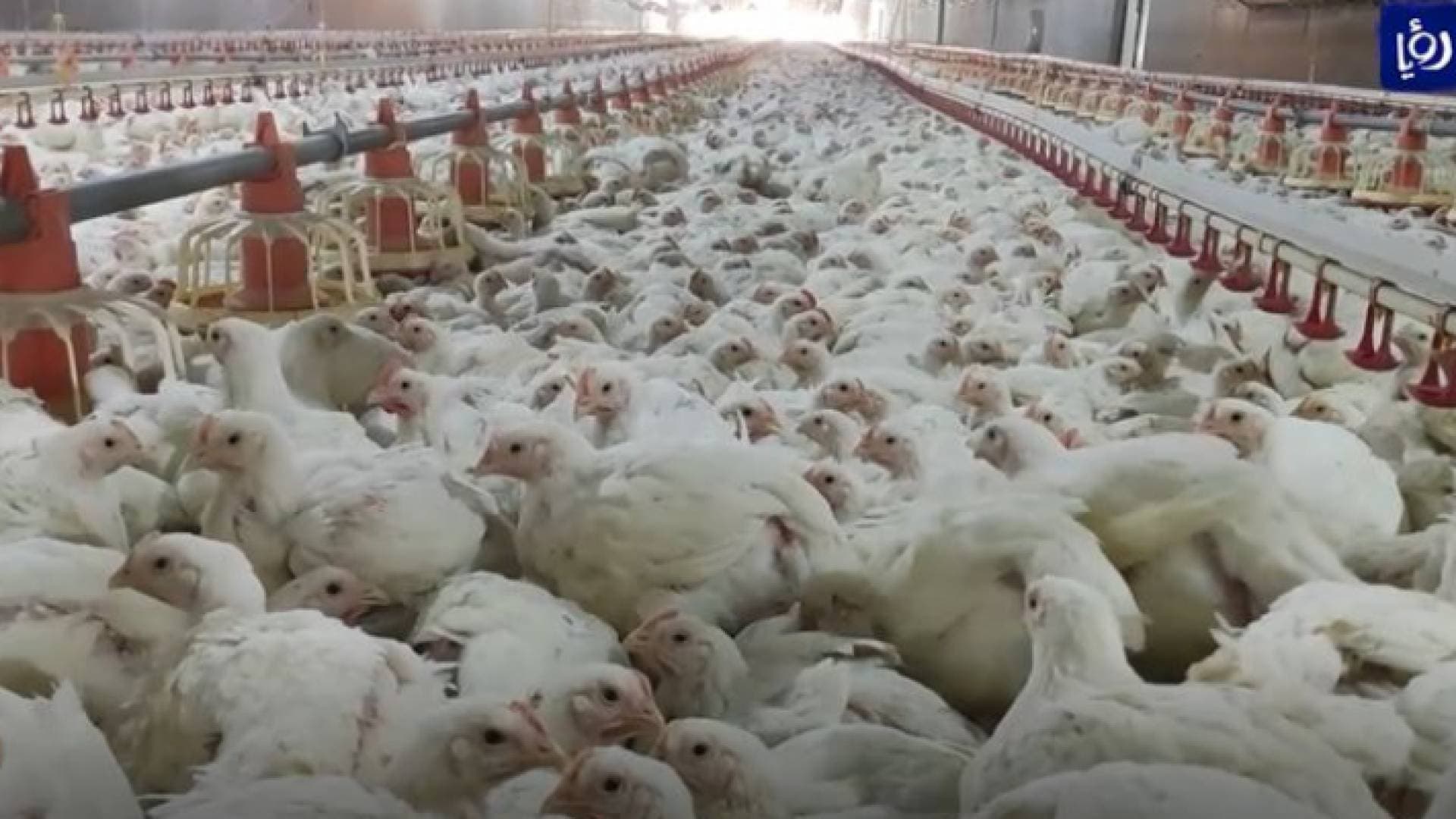 حملات مقاطعة الدجاج.. بين مخاوف المزارعين وحق المستهلك