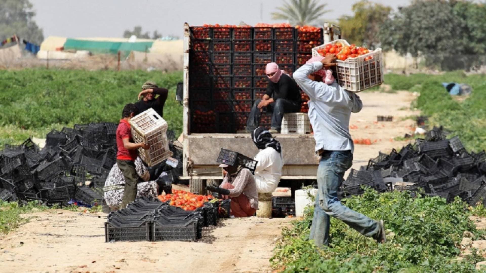 دعوة لإحلال العمالة المحلية مكان الوافدة في القطاع الزراعي