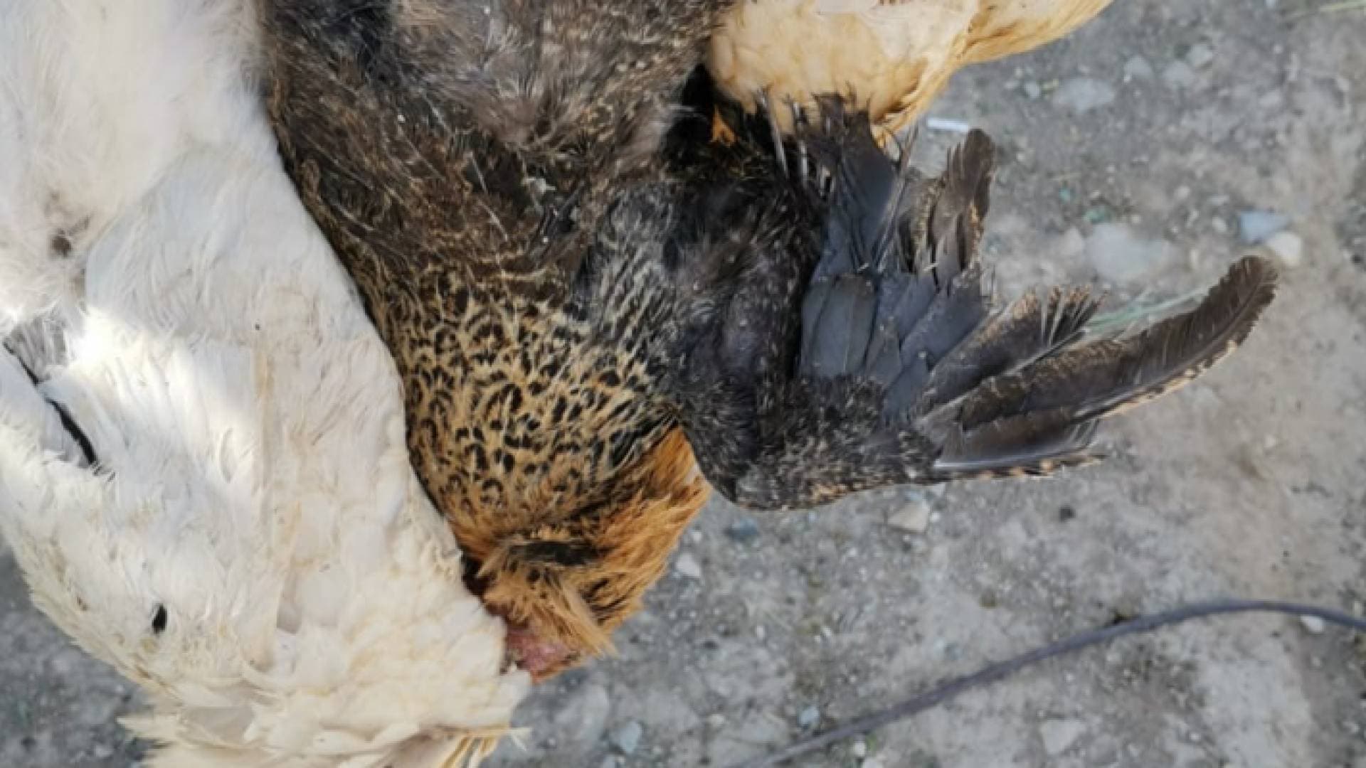 نفوق عشرات الطيور من الدجاج في البترا - فيديو