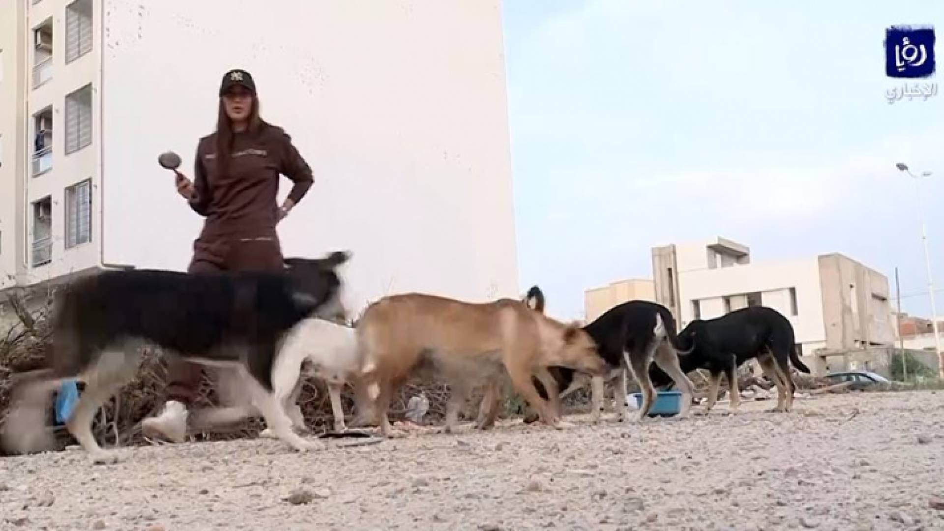 شابة تونسية تبادر بإطعام الحيوانات السائبة ومعالجتها - فيديو