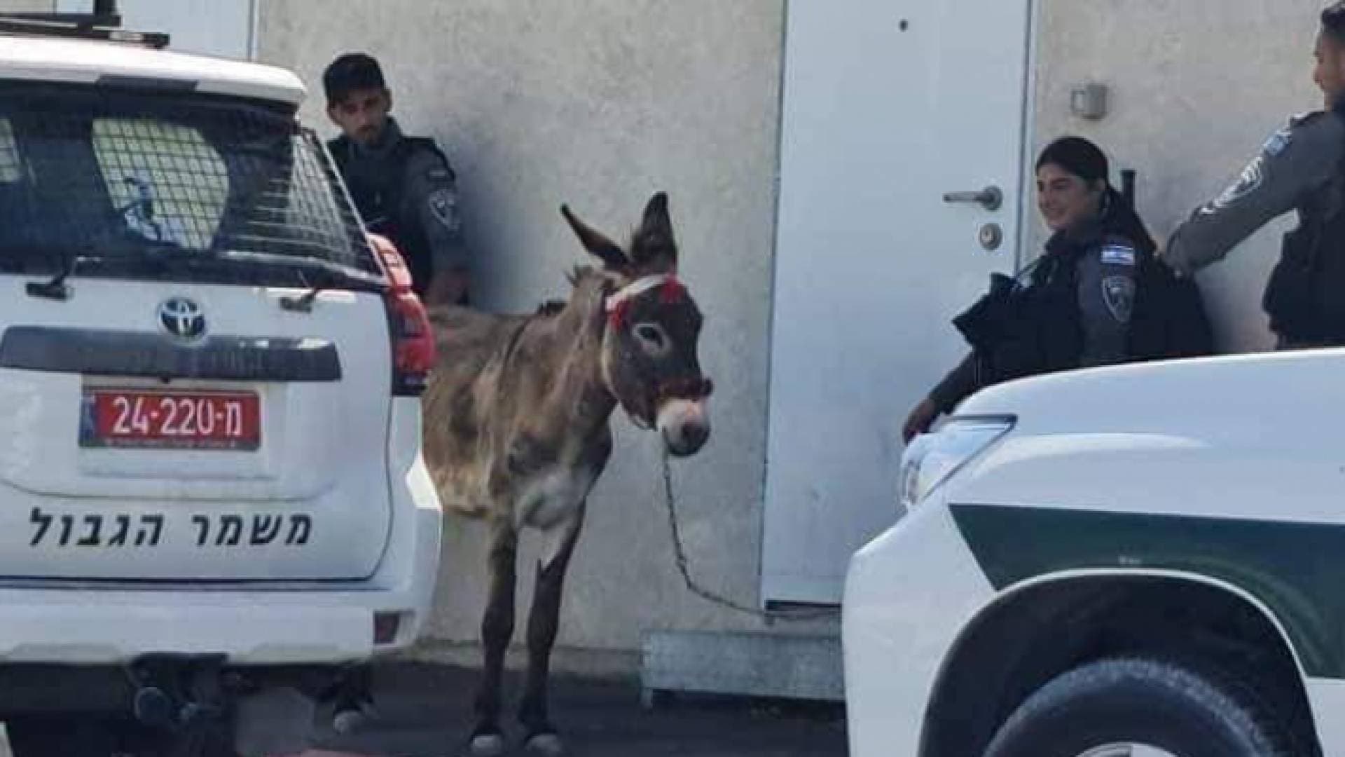 الاحتلال يعتقل حمارا في القدس