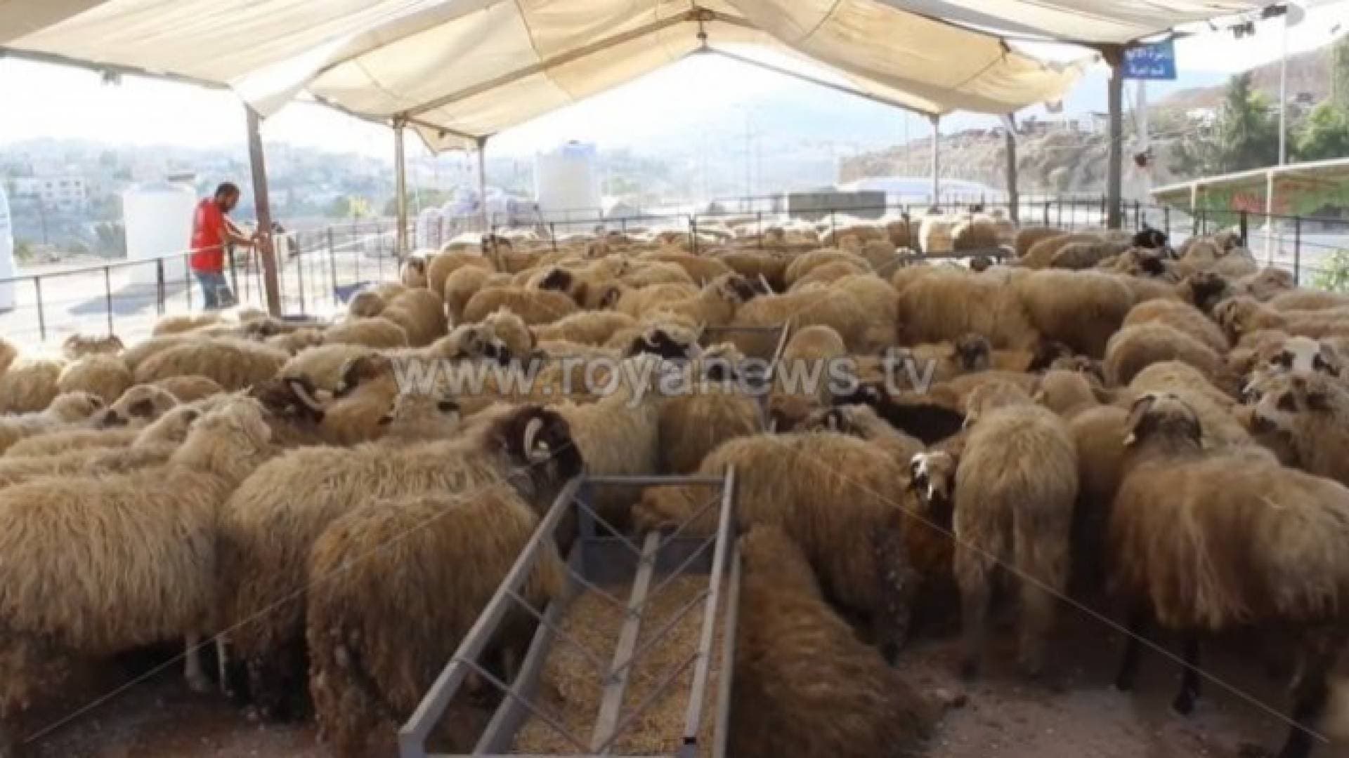 الزراعة تعلن عن توفر كافة احتياجات الأردنيين من الأضاحي