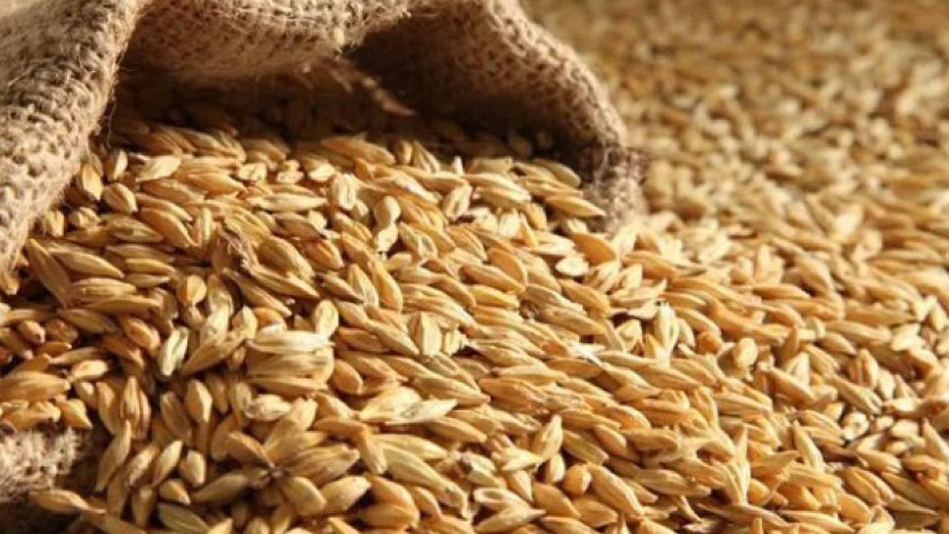 توقيع اتفاقيات لزراعة الأعلاف في جنوب عمان