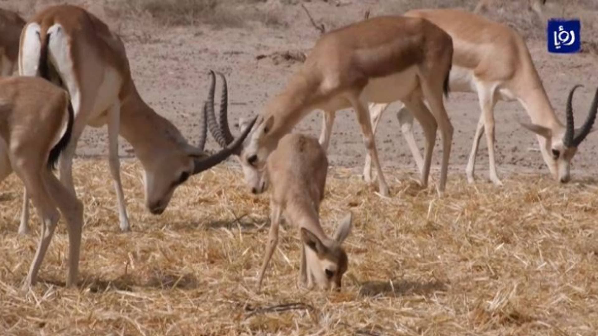 انقطاع الغذاء يهدد بقاء غزلان الريم النادرة في العراق - فيديو