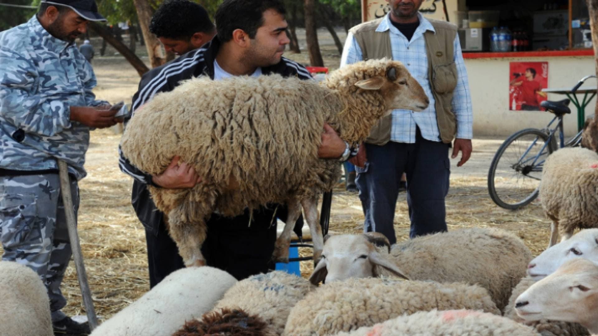 بلدية الزرقاء تحدد مواقع بيع وذبح الأضاحي - تفاصيل